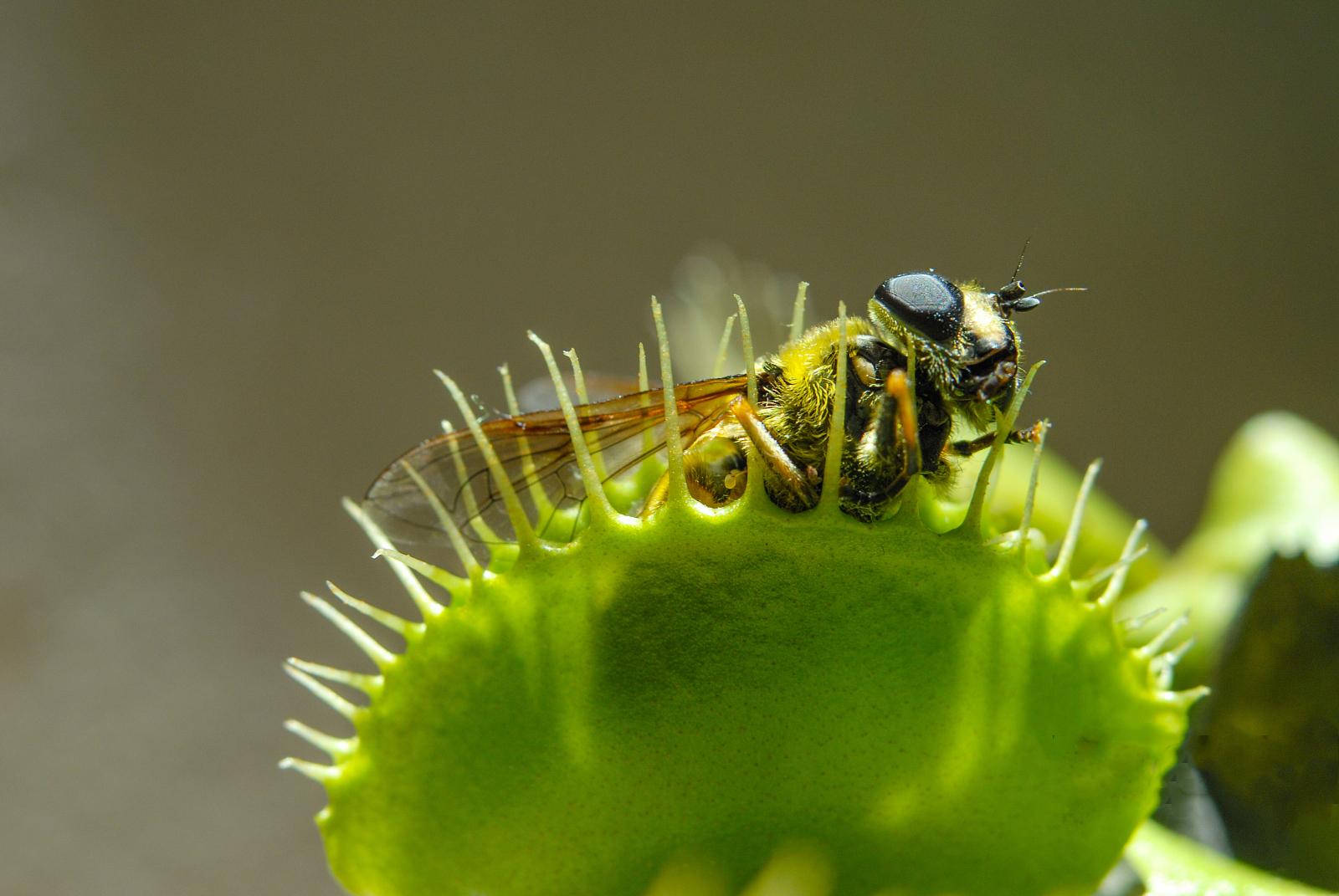 为什么我的捕蝇草不吃苍蝇?