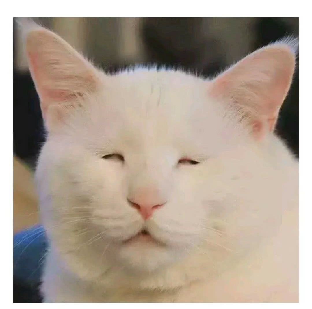 想看看丑丑的小猫咪，有哪些丑萌丑萌的猫猫图看嘛? - 知乎