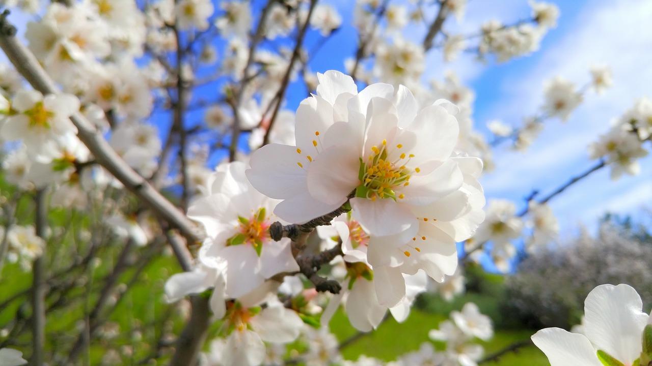2. 桃花季赏花时