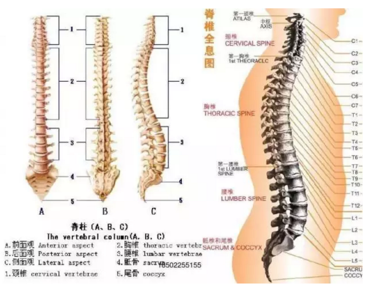 症 狭窄 脊椎 管