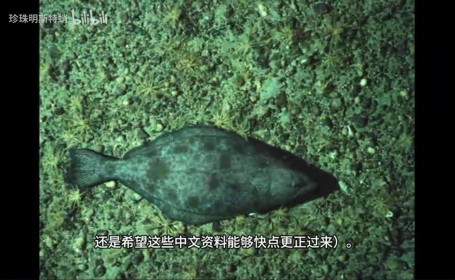 你可能吃过的“巨型比目鱼” 最大鲽形目-庸鲽属的简单介绍 - 知乎