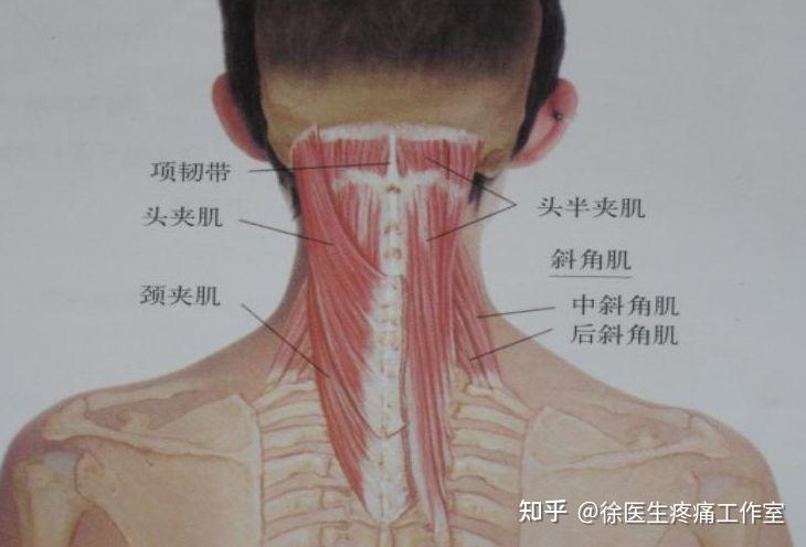 人体主要韧带解剖