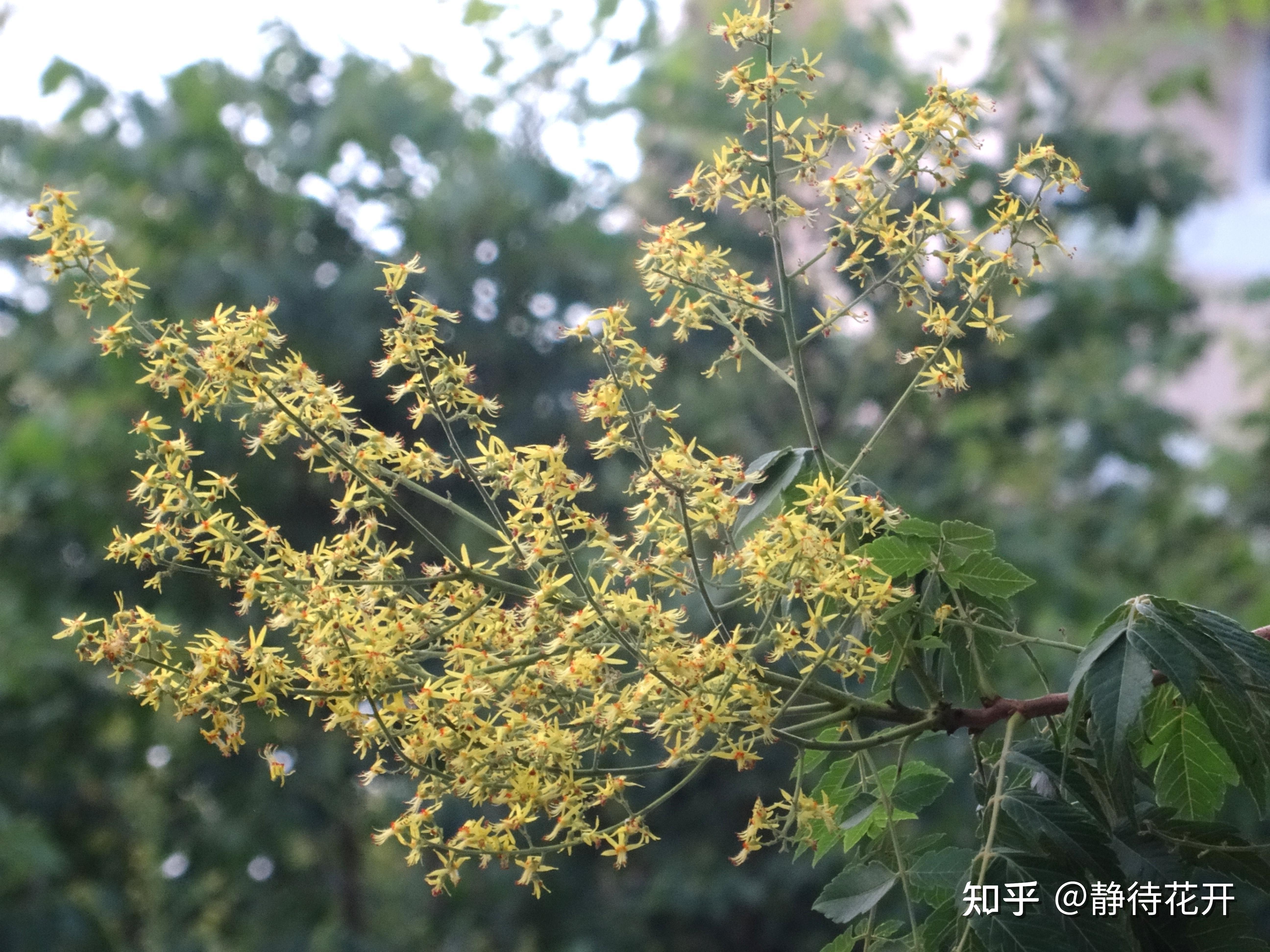 栾树上红色的是“花”还是“果”? - 知乎