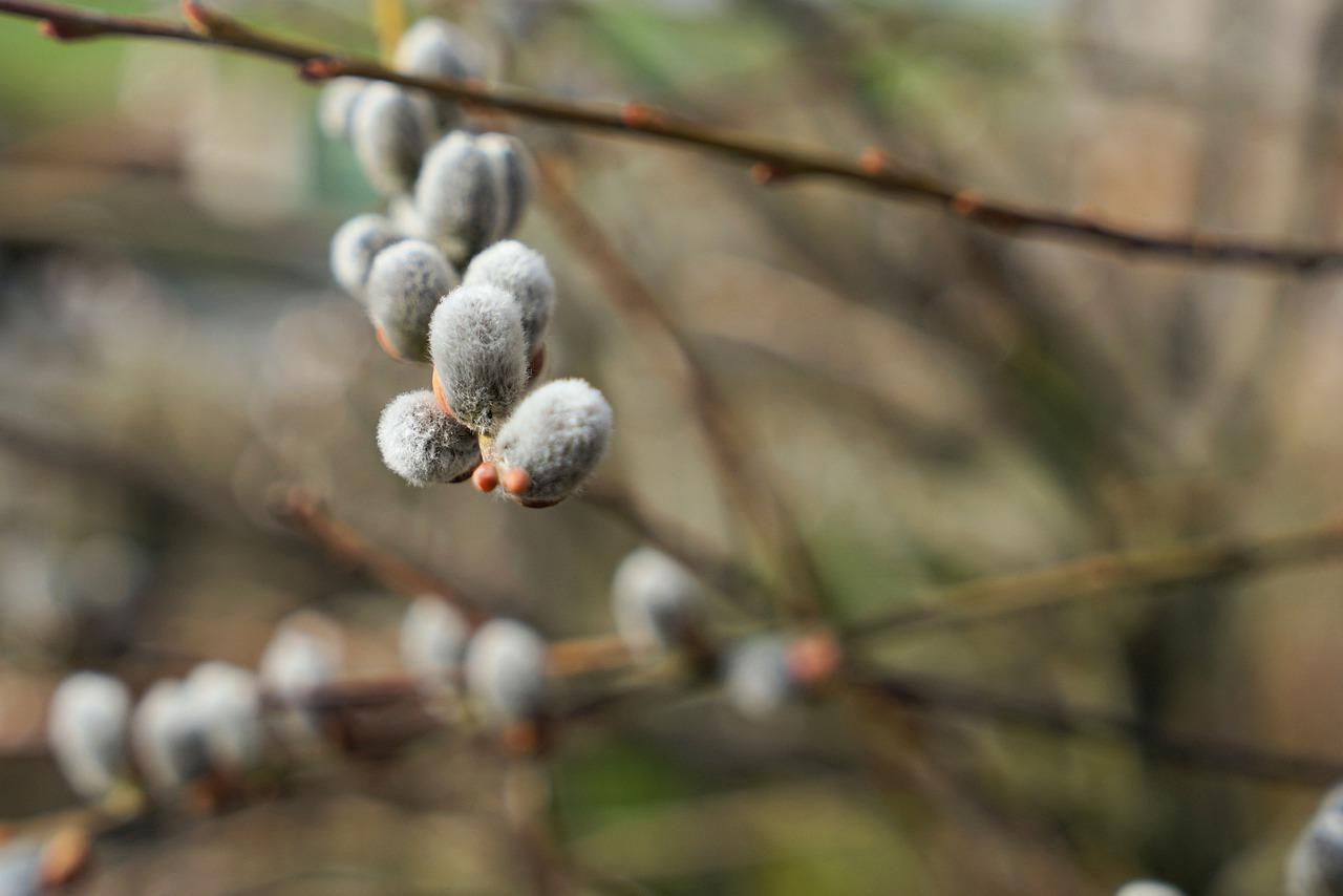 阳逻桃李春风在哪里