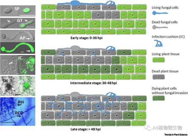 Trends In Plant Science 