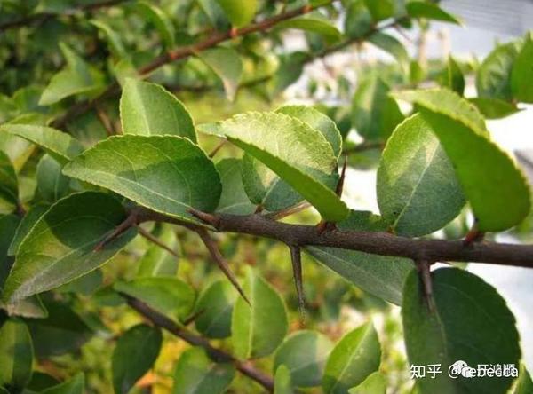 中华豪门—栎木—自然之宝,木材之王 - 知乎