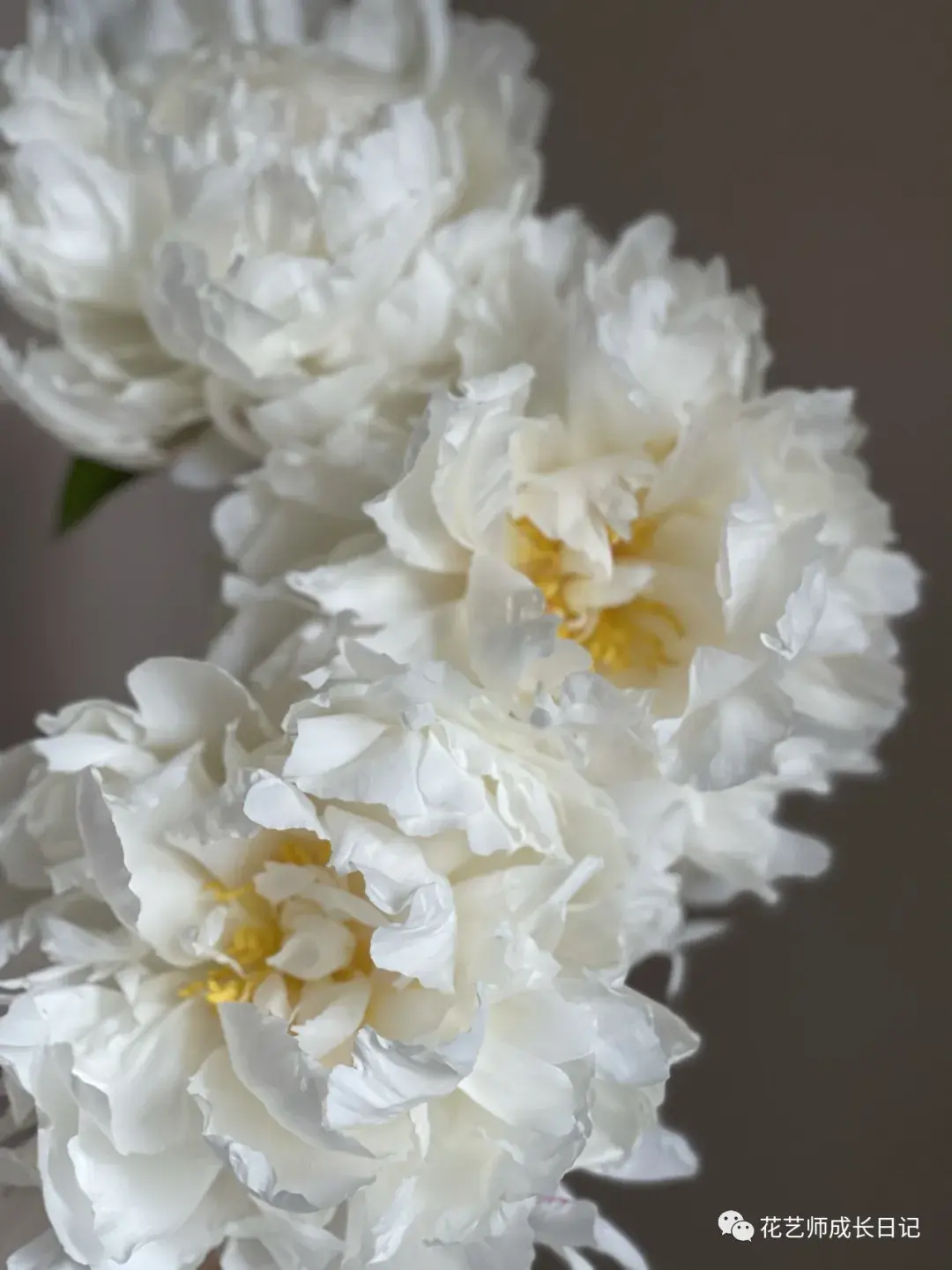 1 | 奶油碗芍药,像一大捧云朵,温柔绝美!