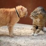 猫咪是不是都受不了人类用手指头指着它的脸？