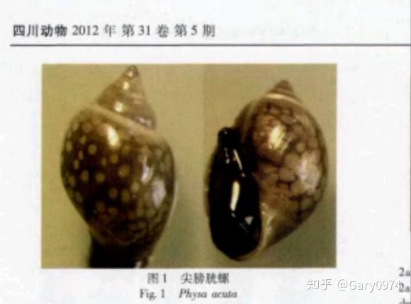 问一下各位,新买的水草上有有这样一种螺,这螺叫什么名字? - 知乎