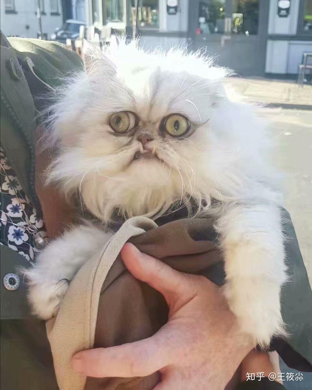 猫可以丑到什么程度？ - 知乎
