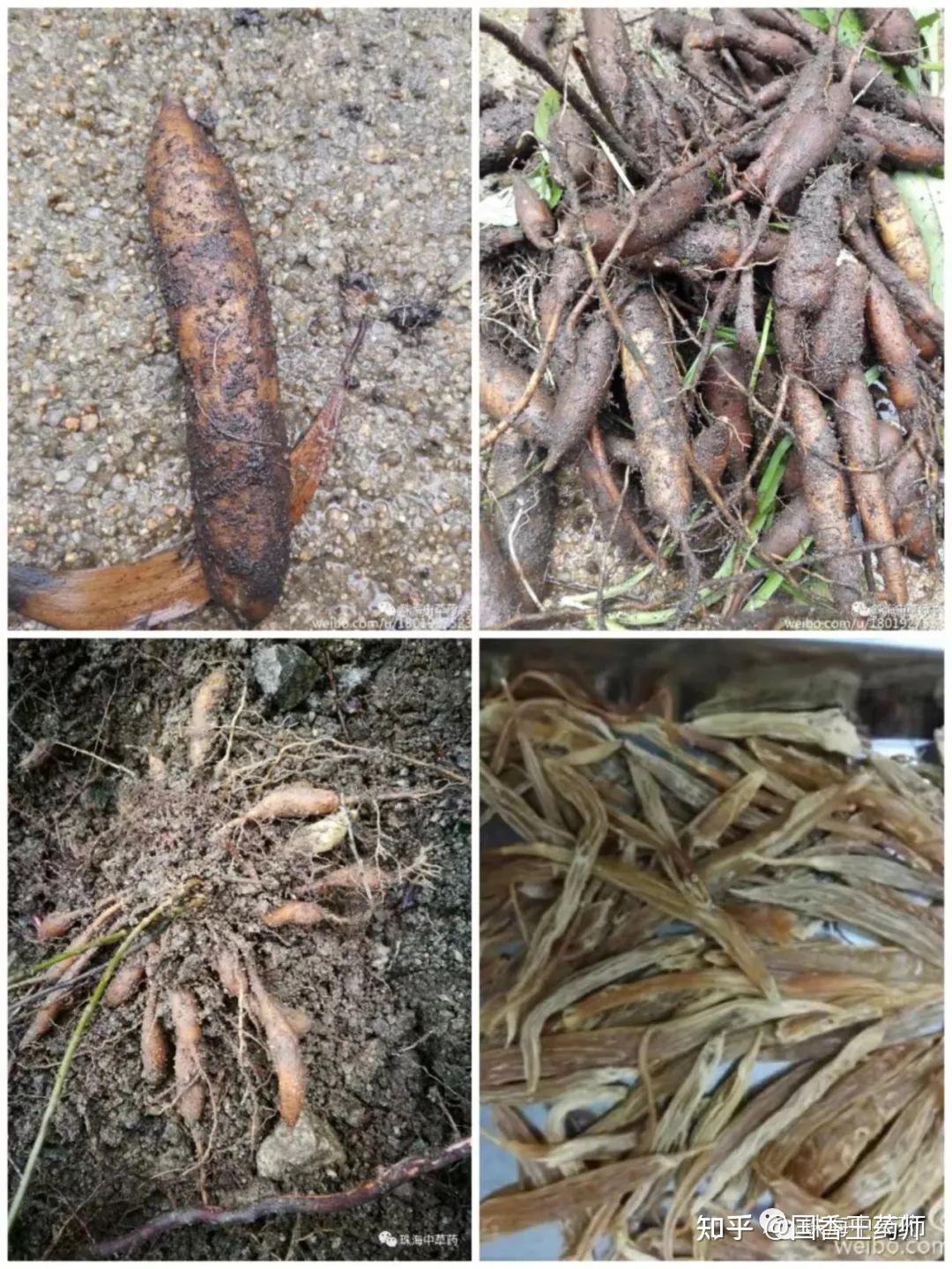 天门冬 | 珠海地产岭南中草药之二十三 - 知乎