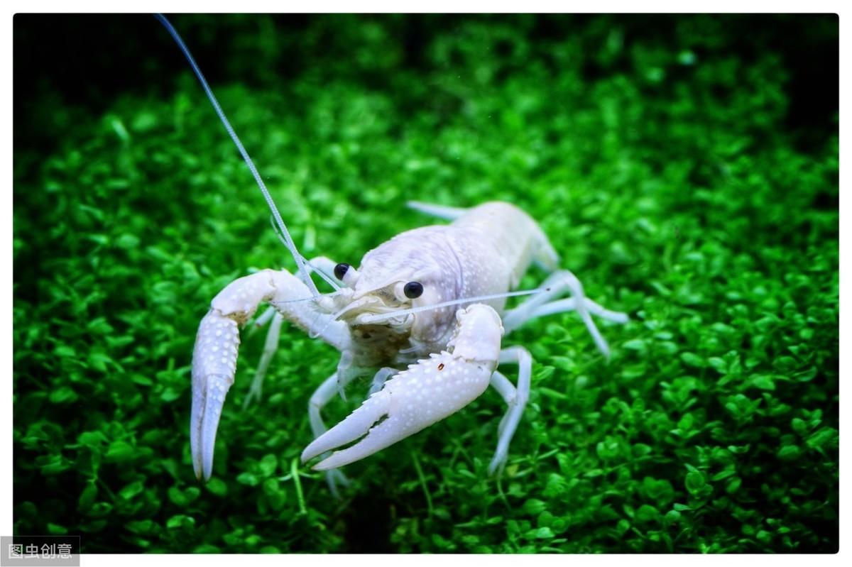 其实养虾比养热带鱼简单,比如樱花虾 - 知乎