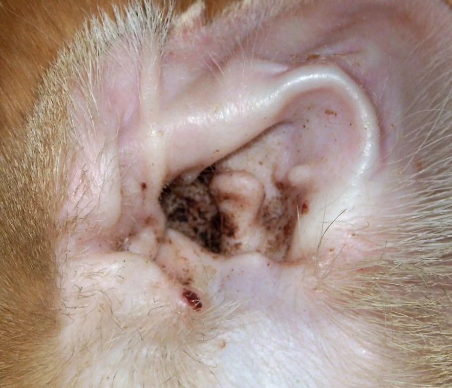 耳螨早期症状图片图片