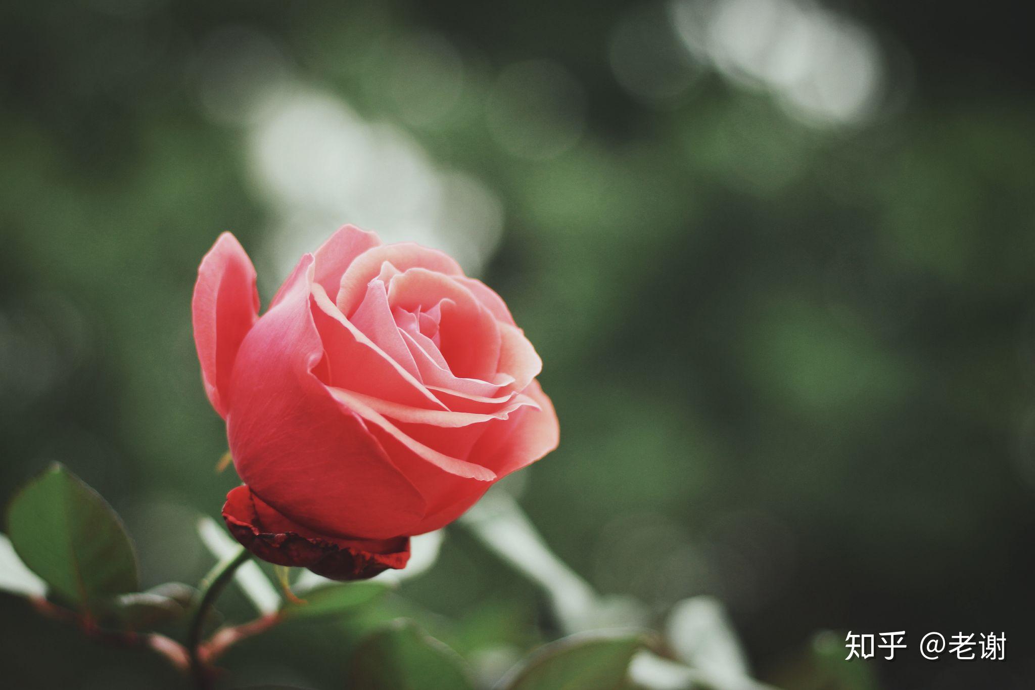 在你的摄影生涯里,用50mm定焦镜头拍出过哪些满意的作品?