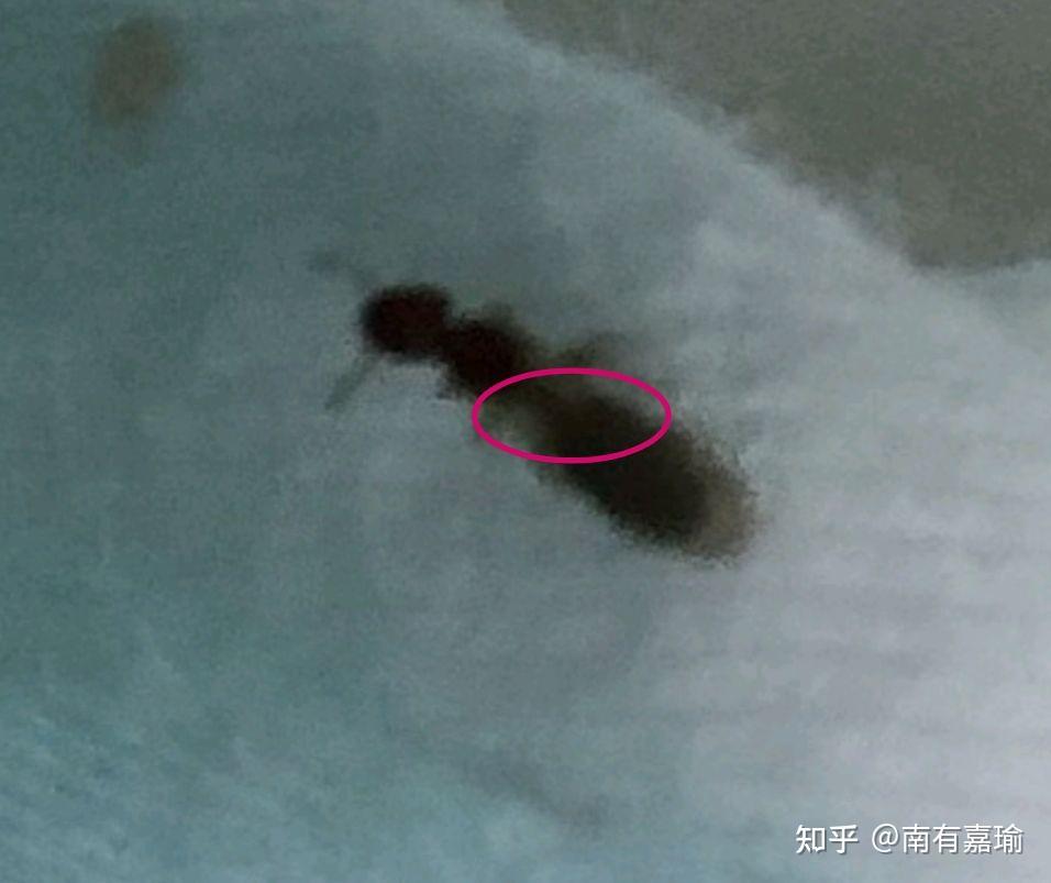 蚂蚁有几个翅膀 v2-6aaf63f0904fbbce6a1e92a049bc6fcc_r.jpg