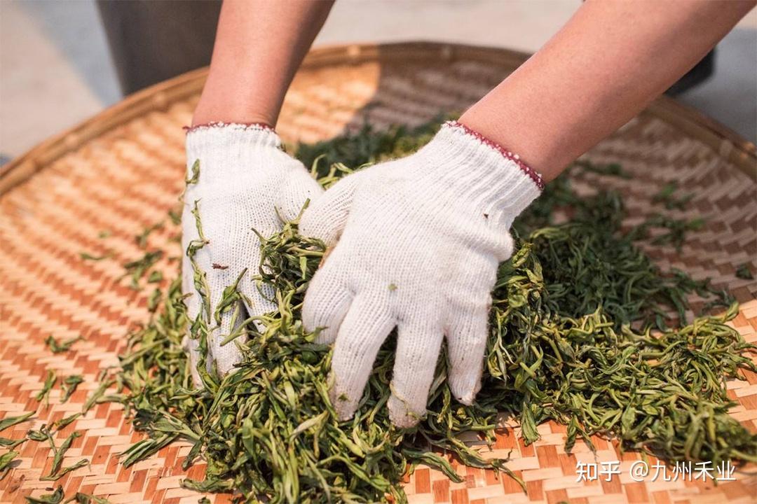 茶叶的发酵程度决定了茶叶的分类?一文看懂茶叶发酵是怎么回事 - 知乎