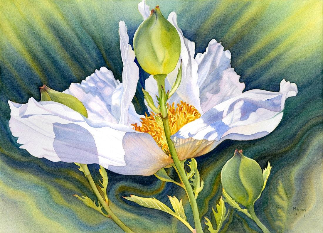 围观神仙画画看看大师是如何画水彩花卉