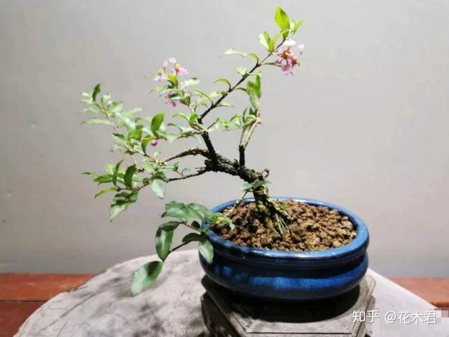 微型盆景金虎尾樱桃小巧玲珑观花观果观叶观形俱佳