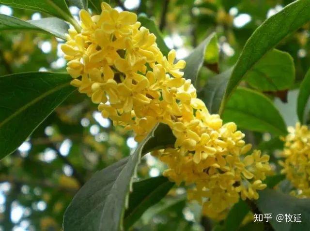 你收藏了多少古人描写“桂花”的古诗词? - 知乎
