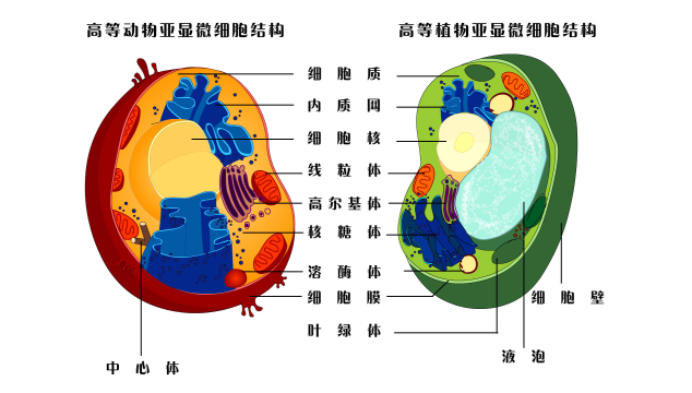 生命的组成——细胞
