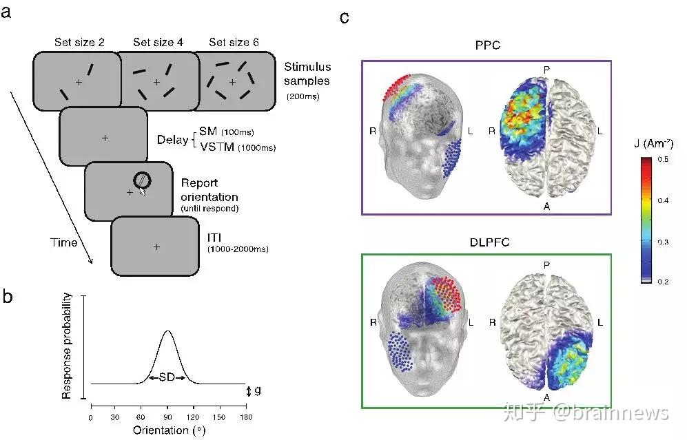 本研究題目為dissociable frontostriatal connectivity: mechanism