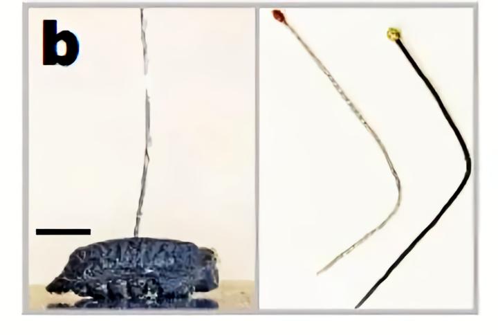 为什么动物进化不出皮甲？