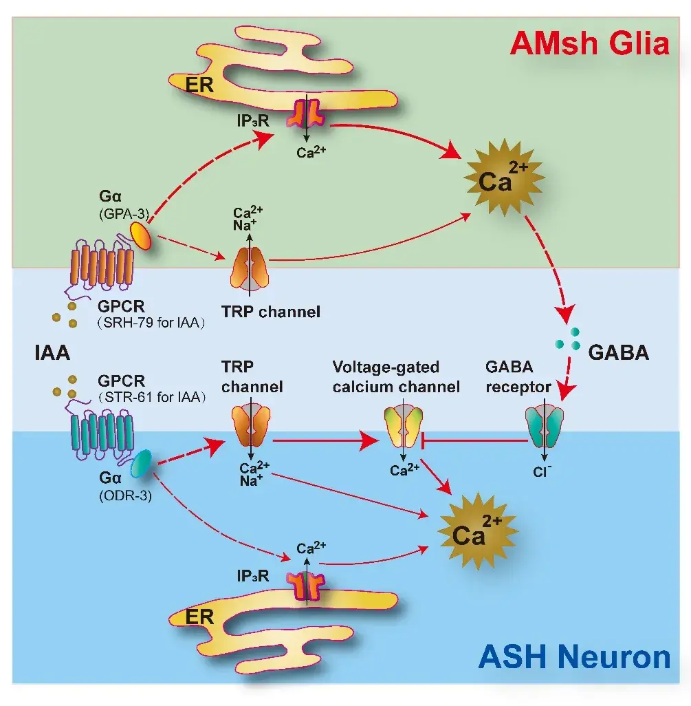 2020年最后一天浙大孙秉贵教授组在stemcellreports发表论文