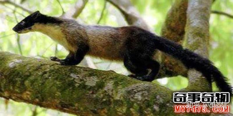 恐怖的黄鼠狼勾魂事件黄鼠狼成精真实事件