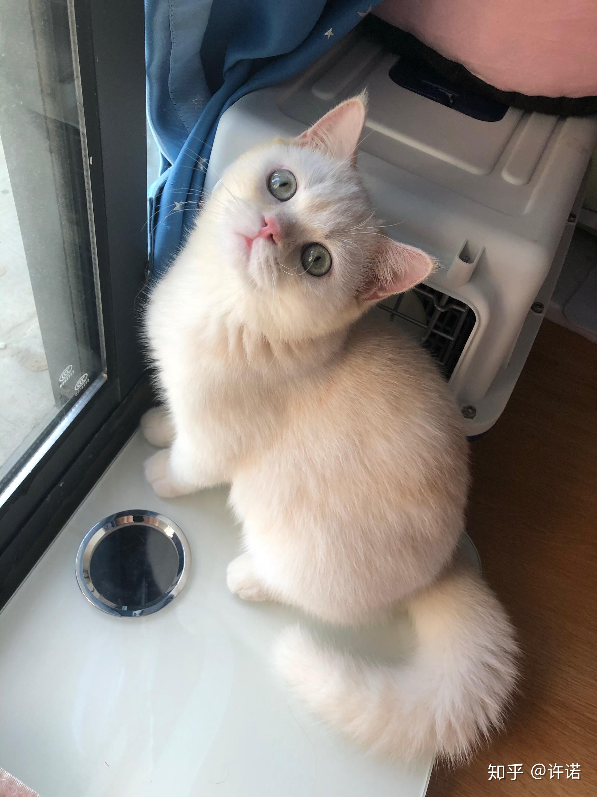 关于凯米尔色猫的基因和眼色? - 知乎