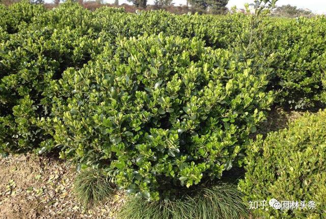 北方常绿阔叶树种你能说出几个