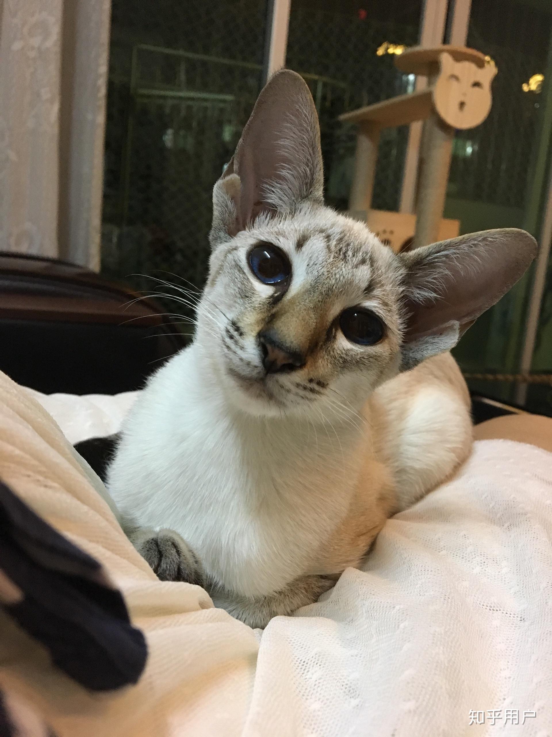 养东短(东方短毛猫)是什么体验? - 知乎