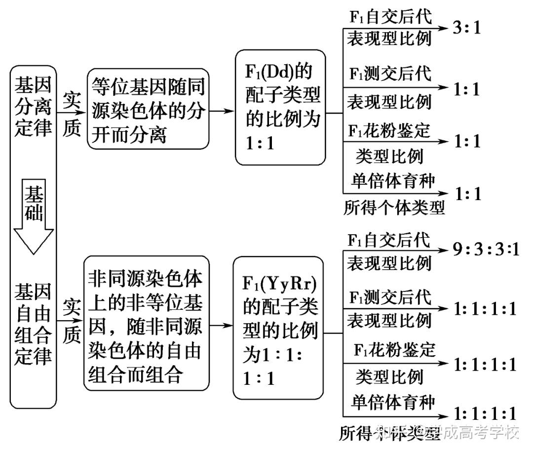 遗传示意图图片