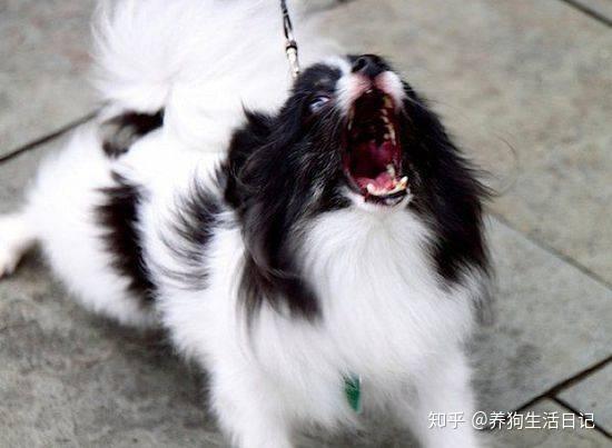 细思极恐狗狗突然对着我背后的空气狂叫