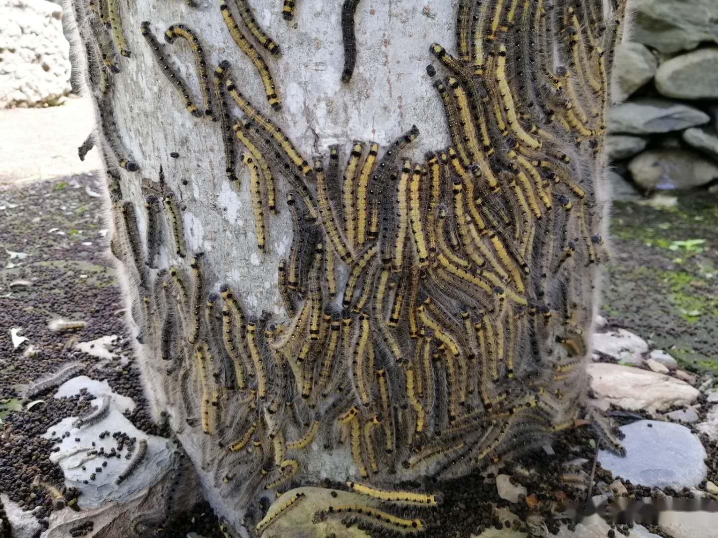 农村各地这种毛虫有大发生趋势