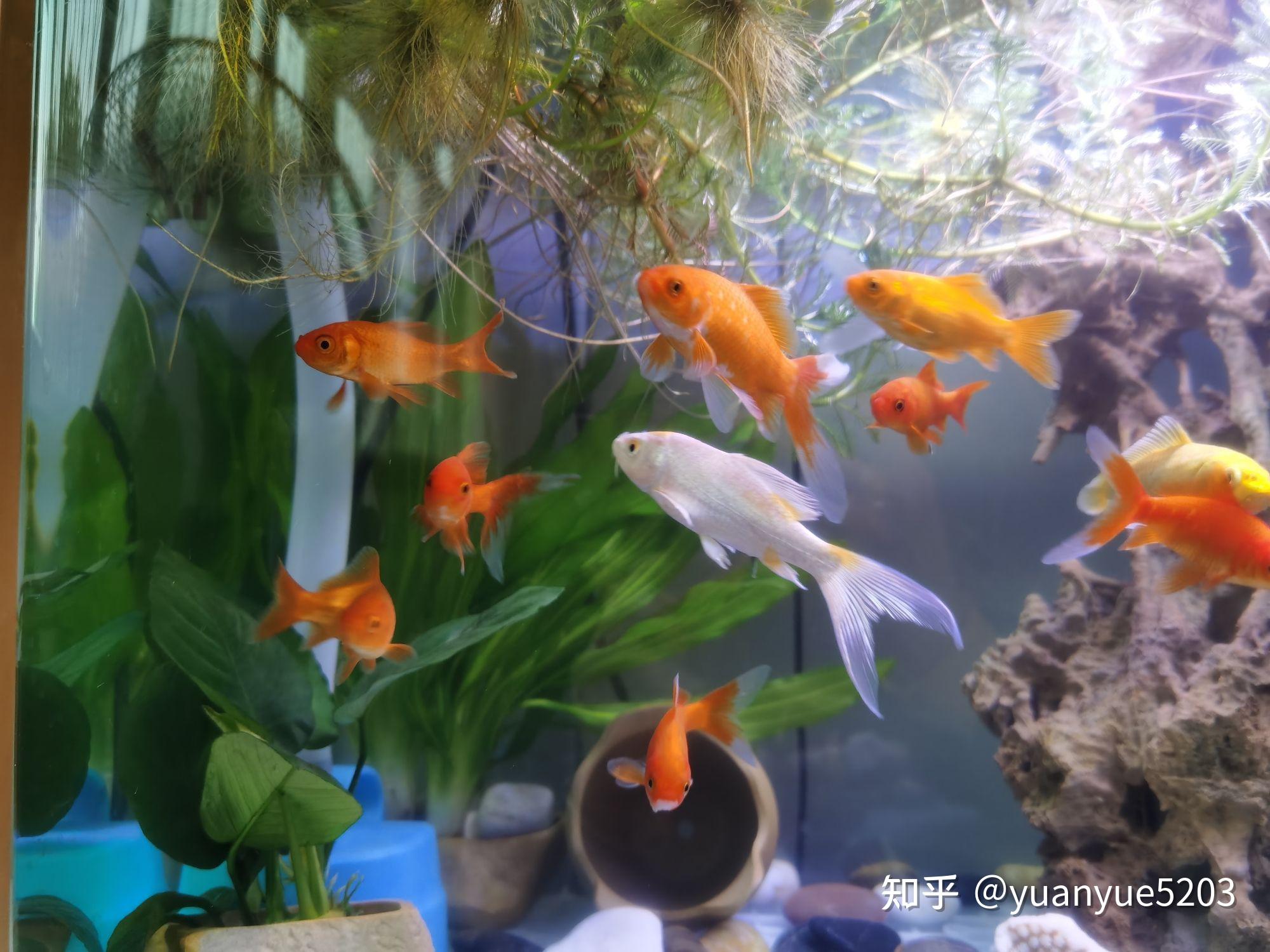 佈置的草金魚 魚缸,大神看看有啥問題 - 知乎