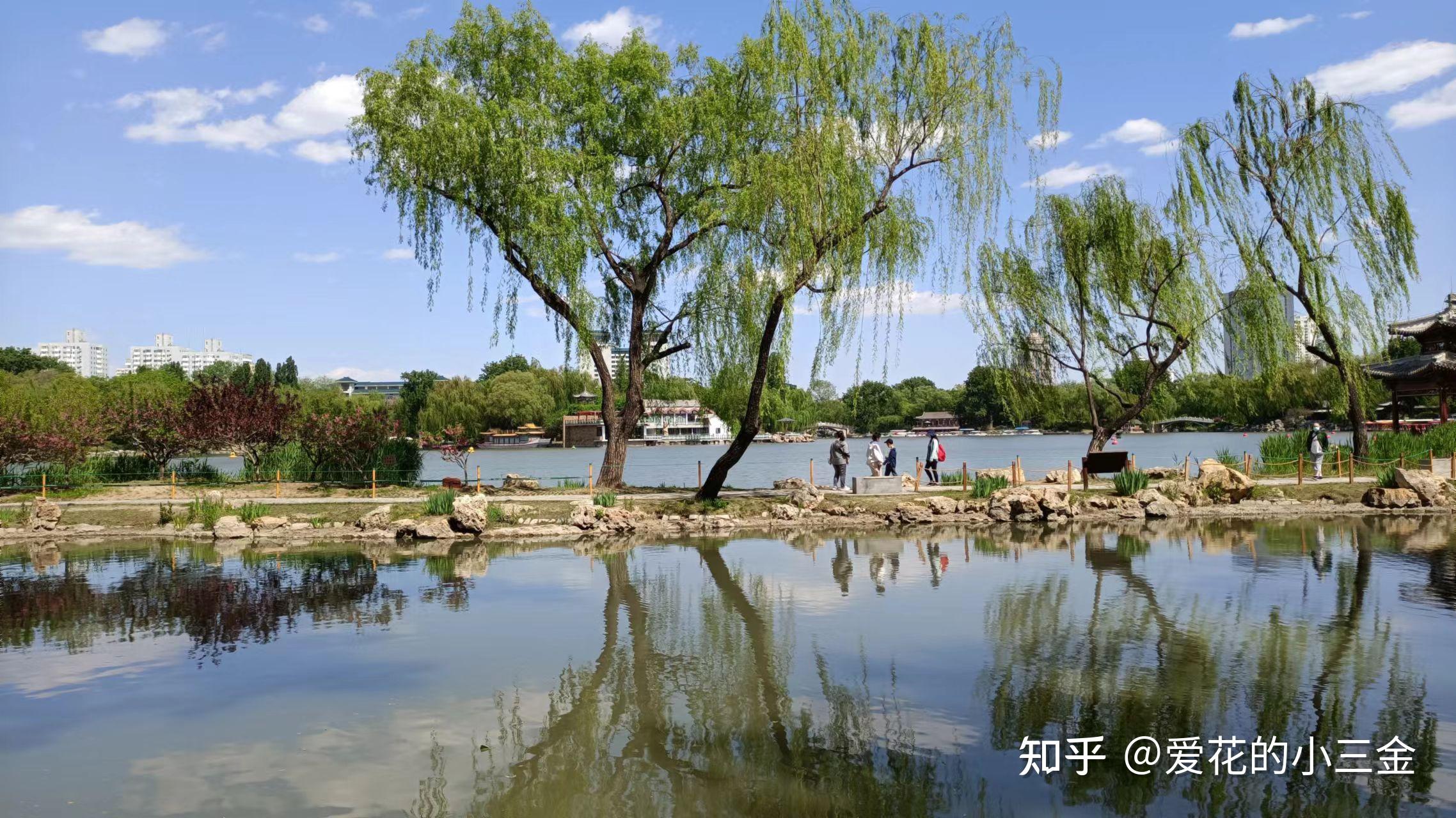 北京紫竹院公園喂鴿子看鴨子聽聽喜鵲叫喳喳還有花花草草吖