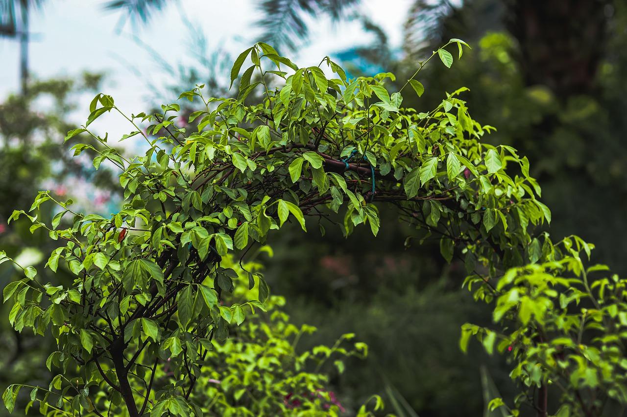 霸王鞭怎么分枝