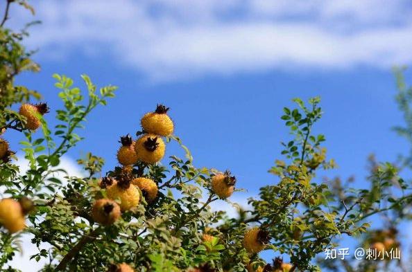 刺梨：维生素C界的“核弹”，吊打柠檬100条街？ - 知乎