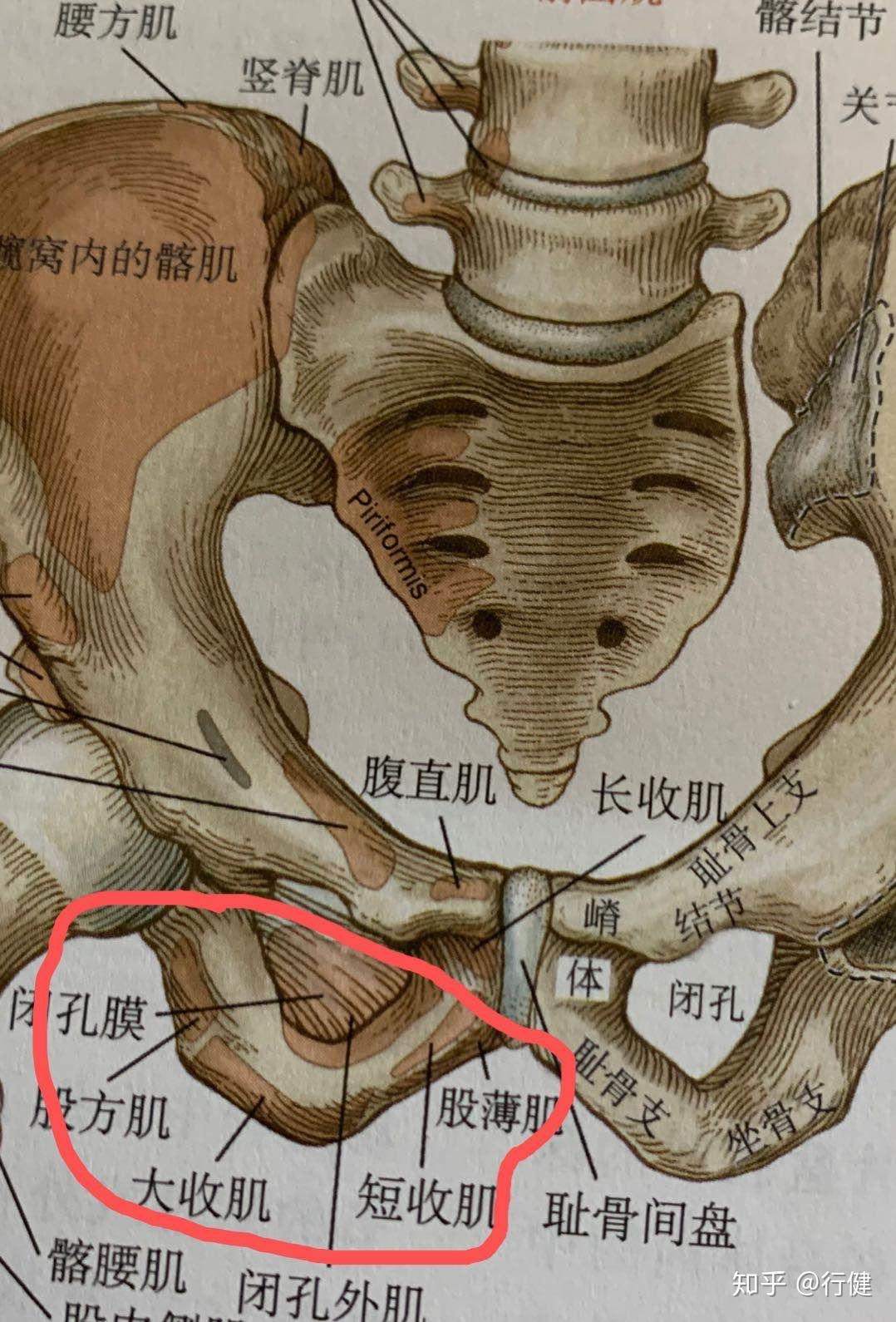 大腿根部位置示意图图片