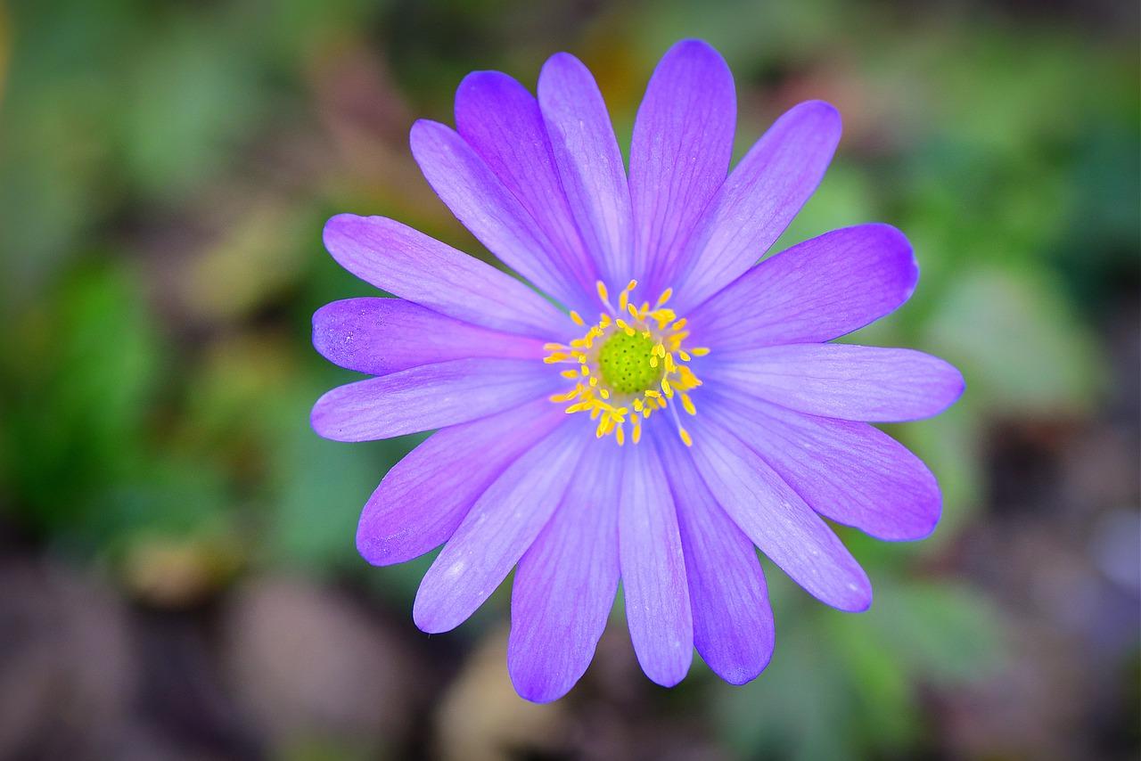 国翠 为什么 冰心