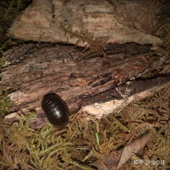 蟠马陆饲养方法独家分享纯纯的干货