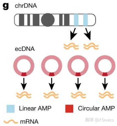 染色体外DNA(ecDNA)简介 - 知乎