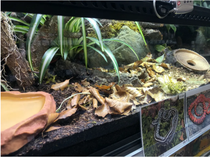 生态缸造景把德国爬行馆搬回家需要几步4步