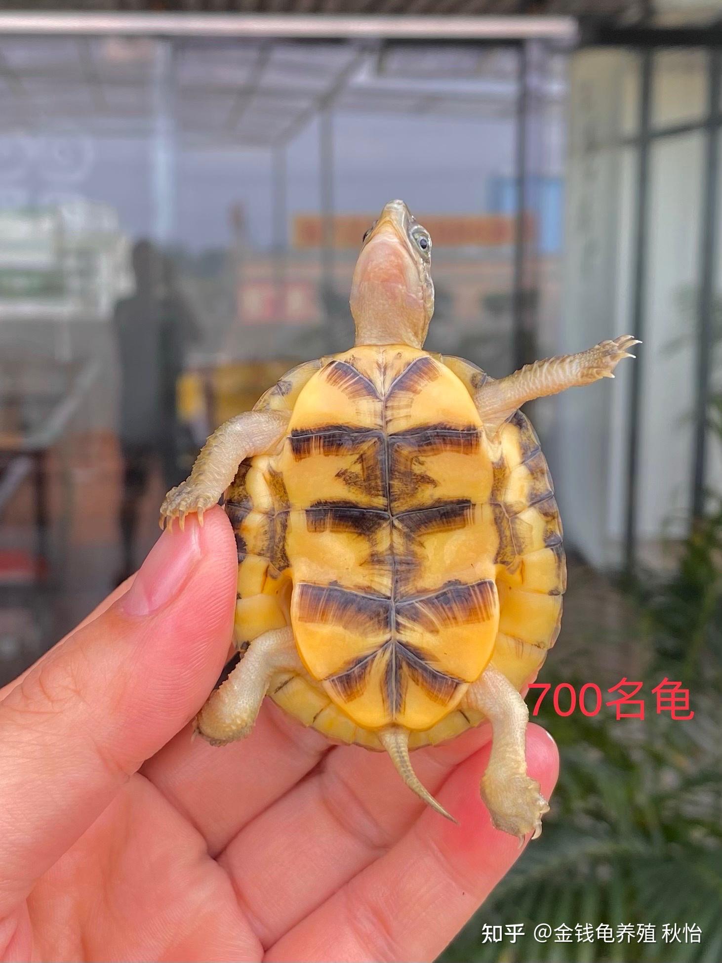 潘氏闭壳龟 - 知乎