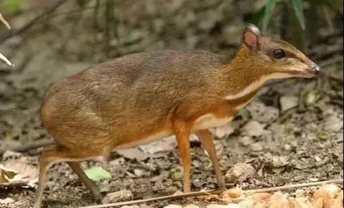 云南勐腊县独有它叫鼷鹿是地球上最小的偶蹄动物