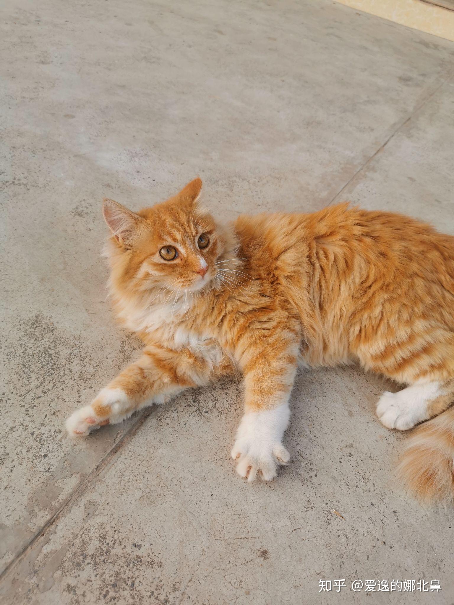 请问我这只橘猫猫是长毛的吗