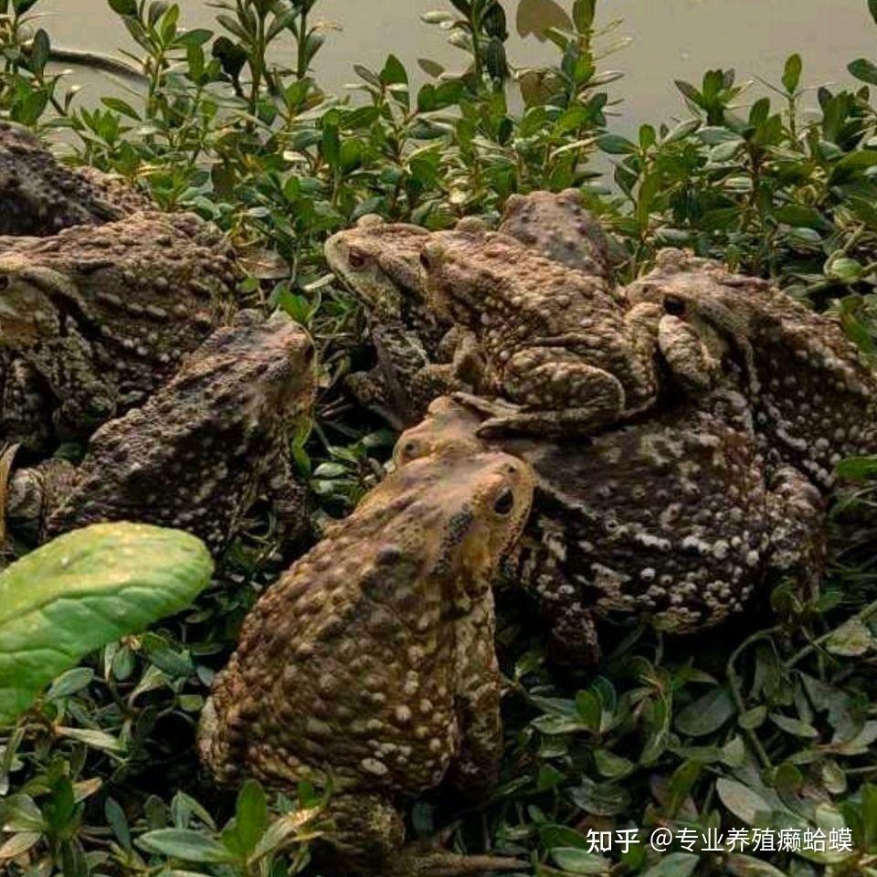 蟾蜍怎么食用?蟾蜍肉可以吃吗? - 知乎