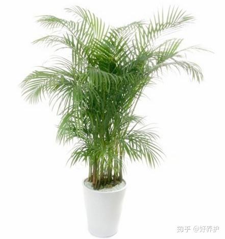 天气太干燥 这五种植物 堪称 天然加湿器 知乎