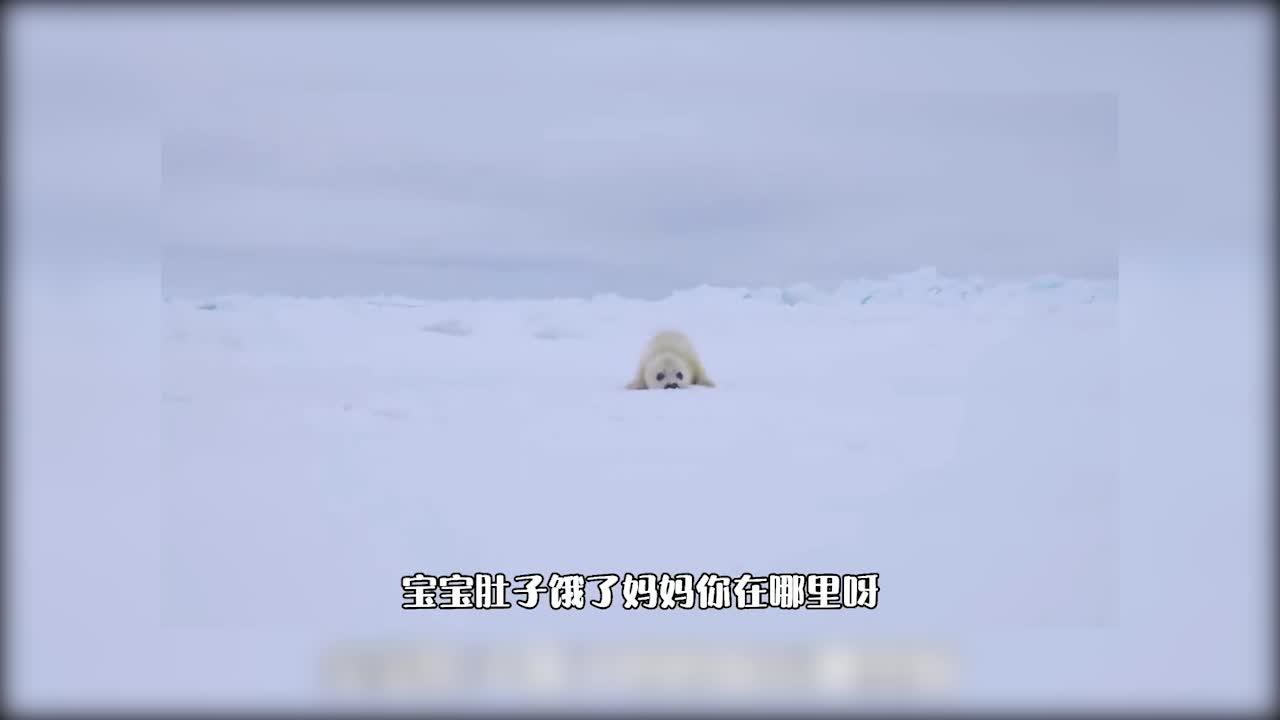 海豹养大杰米图片