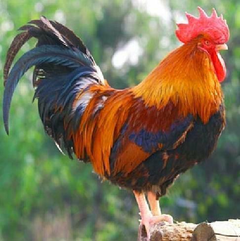 所以掌握这个催肥的方法很重要,今天就为大家介绍公鸡吃什么容易快速